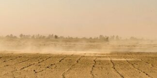 Co pomaga na bąble po komarach?