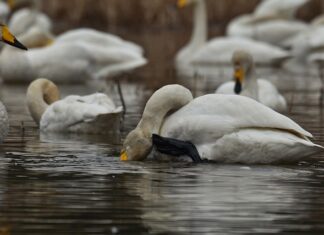 Ile dni Swędzi komar? Ile dni Swędzi komar?