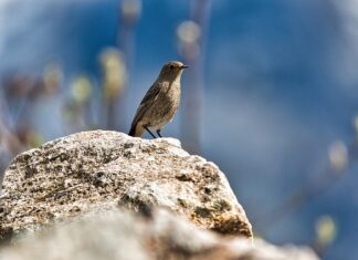 Co niszczy pleśń? Co niszczy pleśń?