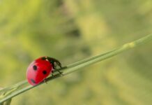 Jak zrobić samemu pomocnik kuchenny?