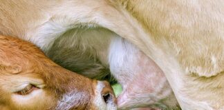 Czym się różni smoczek dynamiczny od uspokajającego?