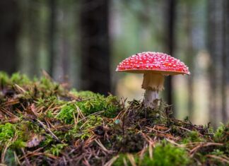 Jakie choroby wywołuje grzyb w domu?