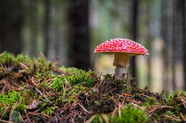 Jakie choroby wywołuje grzyb w domu? Jakie choroby wywołuje grzyb w domu?