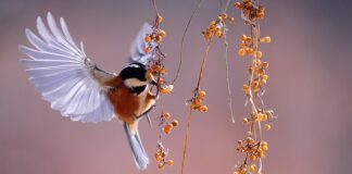 Jak działa pióra wieczne?