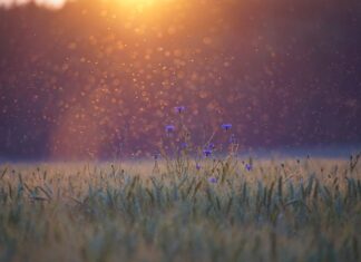 Dlaczego komary jednych gryzą a innych nie?