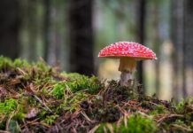 Dlaczego wychodzi grzyb przy oknie? Dlaczego wychodzi grzyb przy oknie?