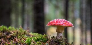 Dlaczego wychodzi grzyb przy oknie?