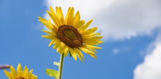 Ile pokoi dla 4 osobowej rodziny?