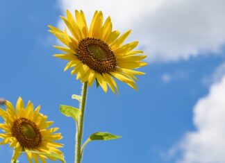 Ile pokoi dla 4 osobowej rodziny?