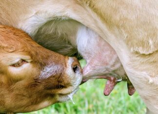 Jak oduczyć 2 letnie dziecko od smoczka?