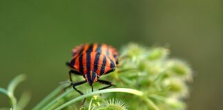 Skąd się biorą pluskwy łóżkowe?