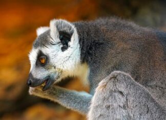 O której godzinie przestają gryźć komary? O której godzinie przestają gryźć komary?