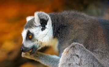 O której godzinie przestają gryźć komary?