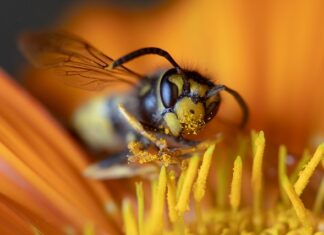 Ile pali Micro Car? Ile pali Micro Car?