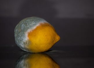 Czy można jeść lekko Spleśniały chleb?