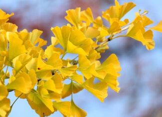 Czy na szkółce policyjnej dostaje się pieniądze? Czy na szkółce policyjnej dostaje się pieniądze?