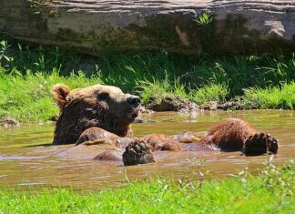 Jak odświeżyć plastikowe zabawki? Jak odświeżyć plastikowe zabawki?