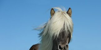 Ile koni ma radiowóz?