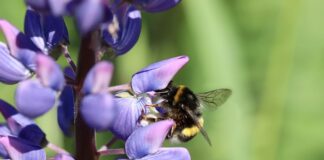 Jak długo w Lupinie?