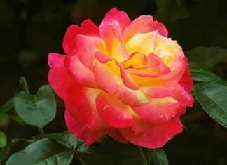 Jak napisać podziękowania na Facebooku? Jak napisać podziękowania na Facebooku?