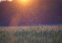 Co skutecznie zabija komary?