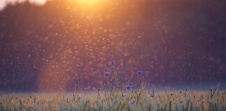 Co skutecznie zabija komary?