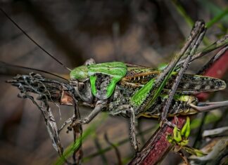 Co na ukąszenie owada dla niemowlaka?