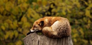 Jaka poduszka do spania dla 2 latka?