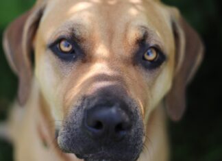 Jak jest po hiszpańsku piórnik? Jak jest po hiszpańsku piórnik?