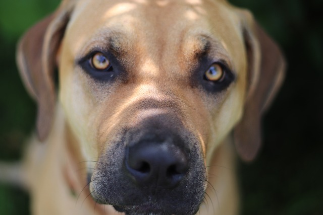 Jak jest po hiszpańsku piórnik? Jak jest po hiszpańsku piórnik?