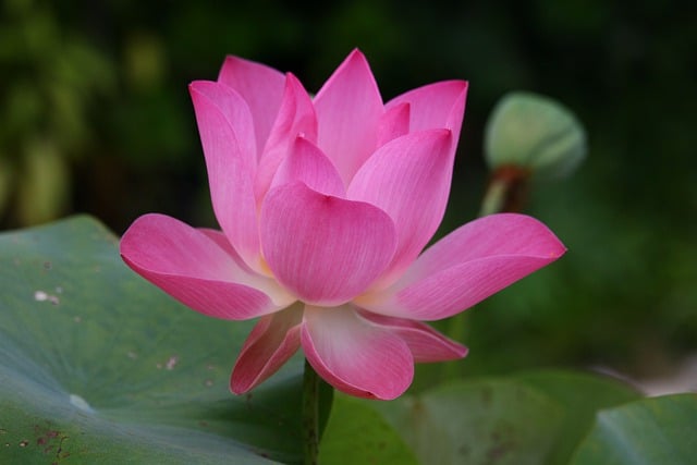 Jak się mówi po angielsku książka? Jak się mówi po angielsku książka?