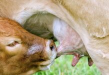 Do jakiego wieku dziecko może mieć smoczek? Do jakiego wieku dziecko może mieć smoczek?
