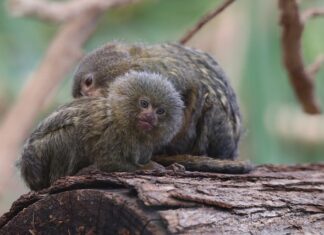 Jaka jest najmniejsza pralka? Jaka jest najmniejsza pralka?