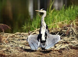 Jak suszyć pluszaki? Jak suszyć pluszaki?