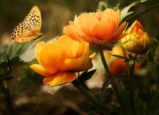 Jak chronić niemowlę przed owadami?