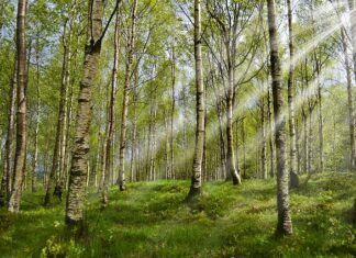 Jak chronić niemowlę przed kleszczami?