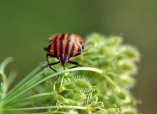 Jak sprawdzić czy w łóżku są pluskwy? Jak sprawdzić czy w łóżku są pluskwy?