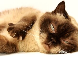 Jak jest po angielsku krótkie spodnie?